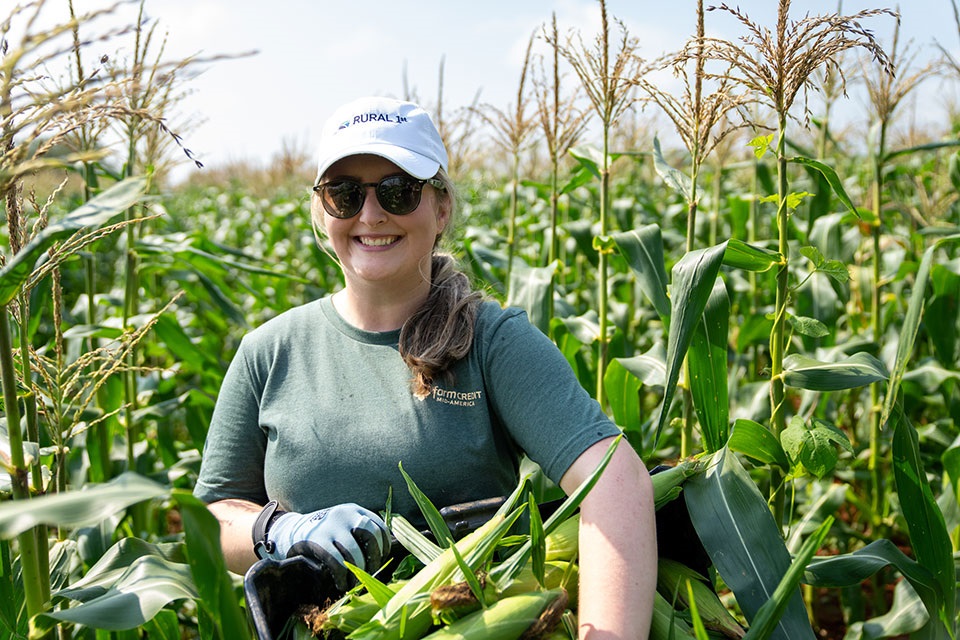 Rural 1st team member gleans corn for the farms to food banks program