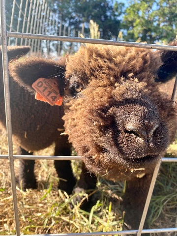 Brown sheep