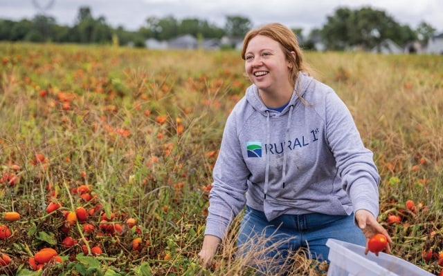 Rural 1st employee gleaning tomatoes in a field.