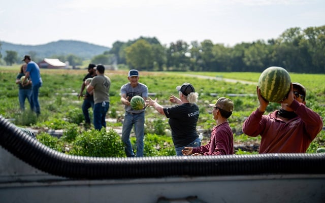 Rural 1st employees volunteering together on a watermelon farm.